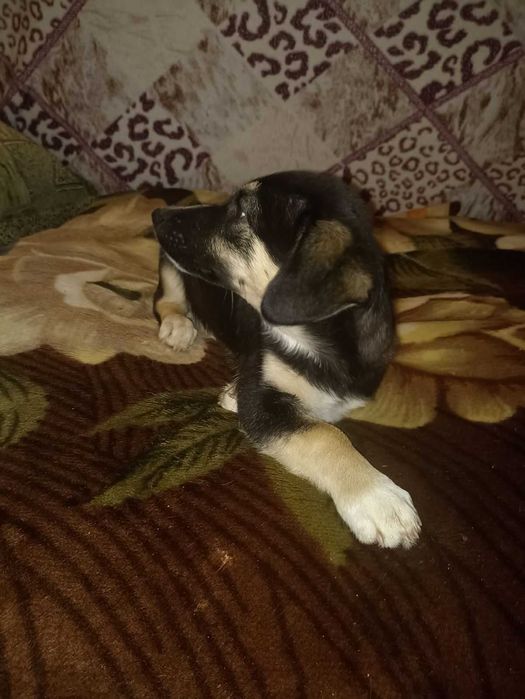 Цуценя дівчинка, 5-6 міс, стерилізована