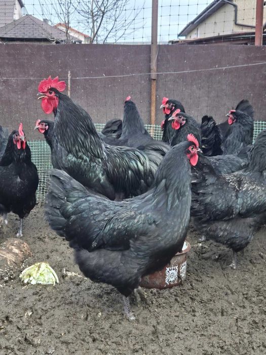 Jaja lęgowe australorp czarny jajka australorpy