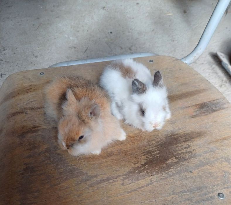 Króliki miniaturki 2 szt.