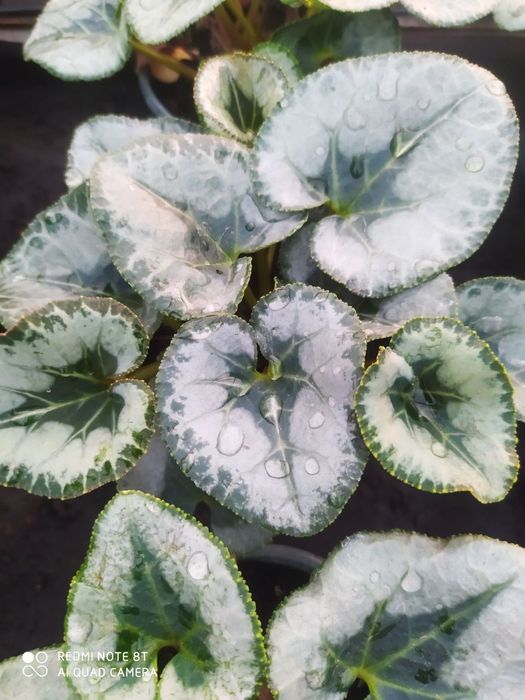 Цикламен багато сортів. Ціна за 5 кущиків