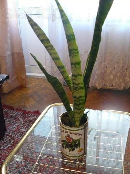 сансевієрия кімнатна