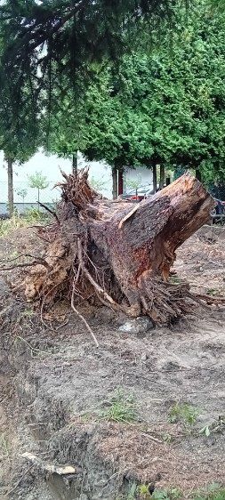 konar / korzeń na opał za darmo