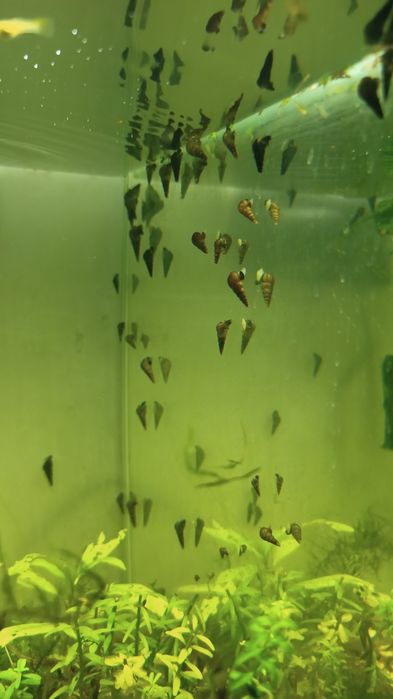 Caracóis Buzios Melanoides/mix Trombeta, Physas e Planorbis.