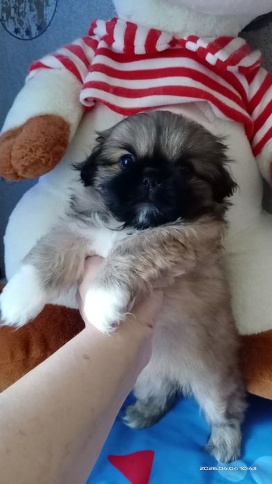 Девочка щенок пекинесик