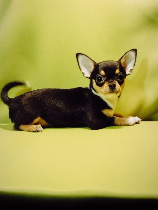 Красивая триколорная  девочка чихуахуа.