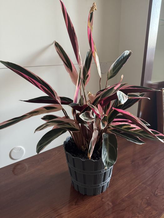 Вазон Строманта триколор