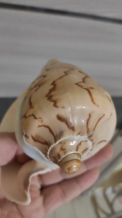 Ракушка большая   .