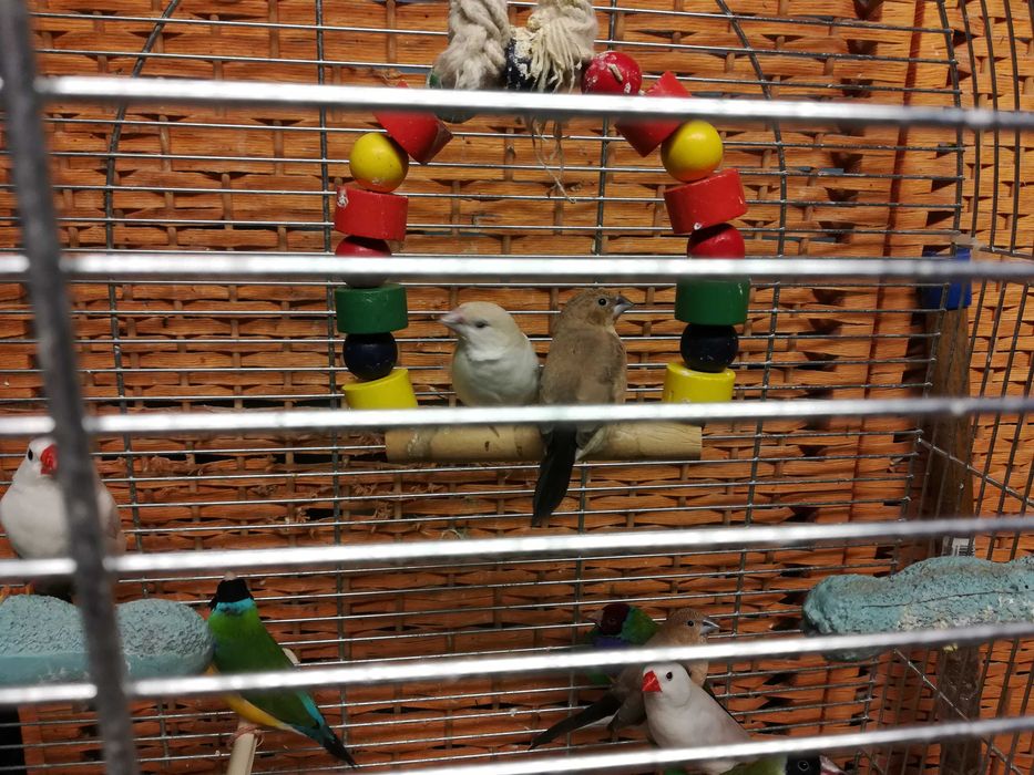 Zeberki - australijskie maleństwa