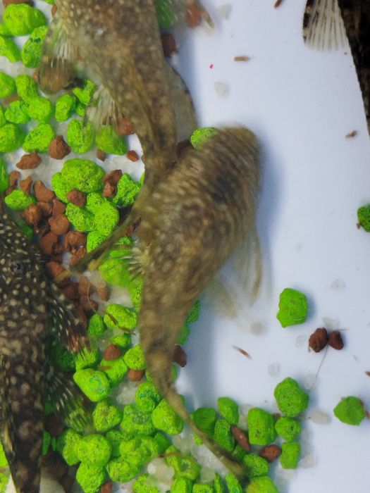 Ancistros   dos comuns