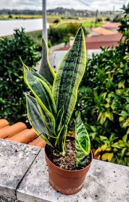 Muda Espada de Santa Bárbara /  Língua da Sogra