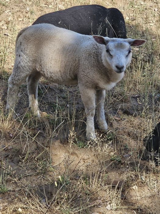 Para venda borrego Texel