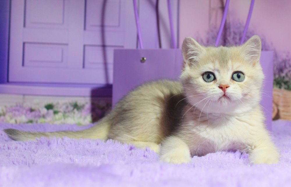 Красуня британська дівчинка в забарвленні голубе золото