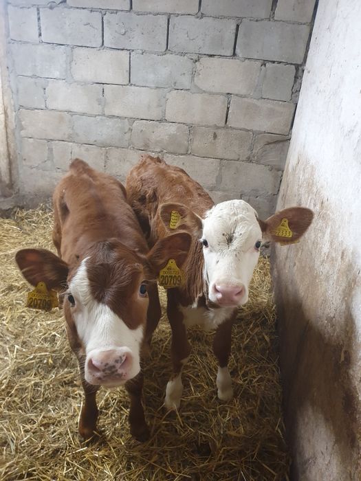 Jalowki zarlaki Simentale MM