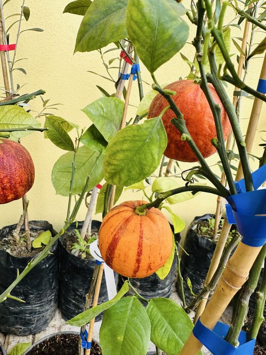 Raro Laranjeira Alcobal Arco-iris - Muito doce