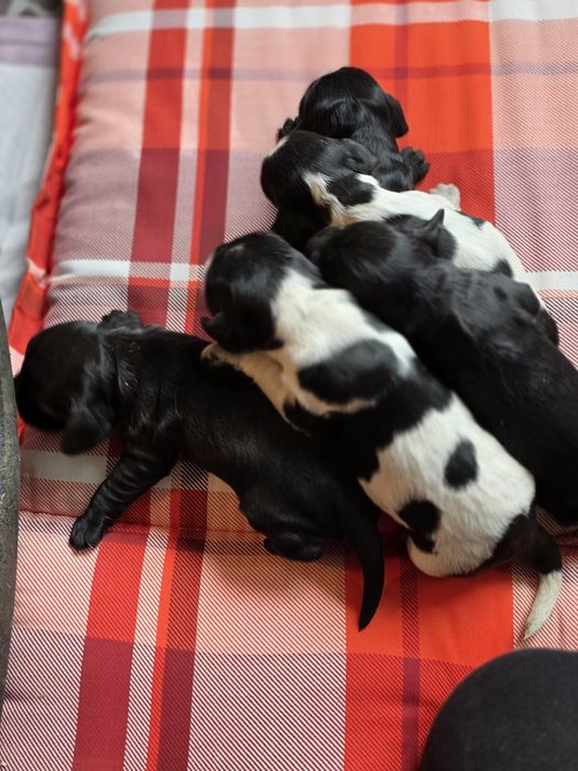 Cocker spaniel angielski