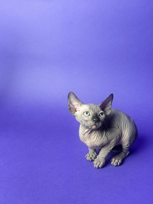 Sfinks Kanadyjski kotka FPL