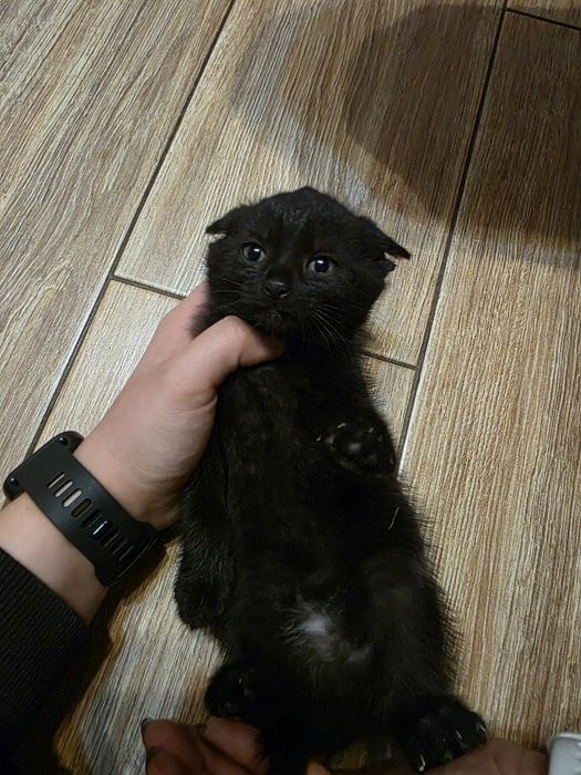 Oddam koty w dobre ręce