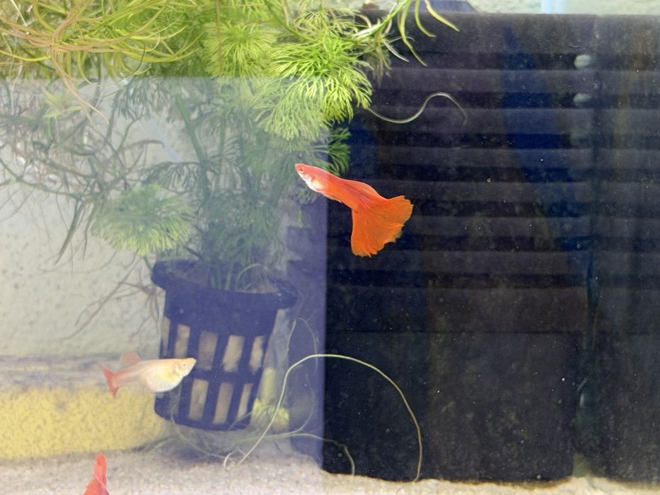 Peixes Ornamentais à Venda – Guppy, Platy e Molinésia