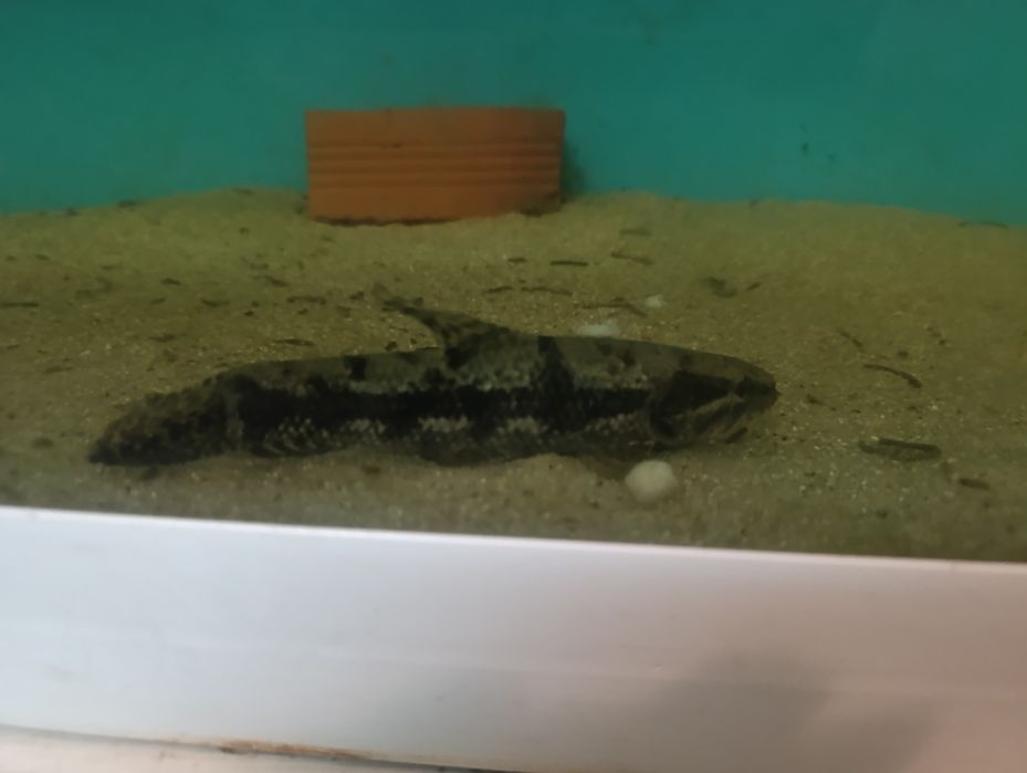 Vendo material de aquário