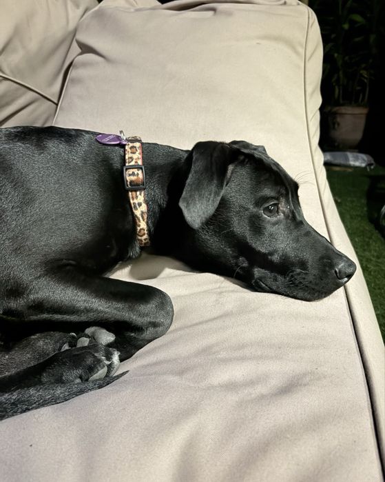 Cachorro para adoção responsável- URGENTEMENTE