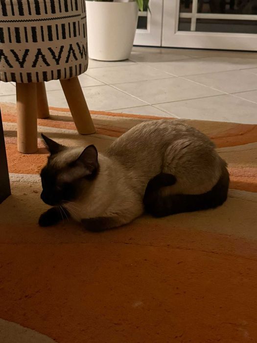 Gata Siamesa para Adoção Responsável