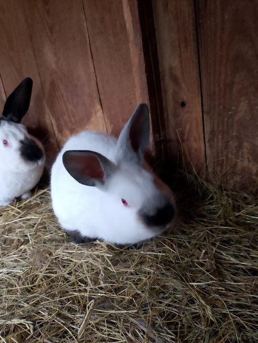 Sprzedam królika kc samica z młodymi