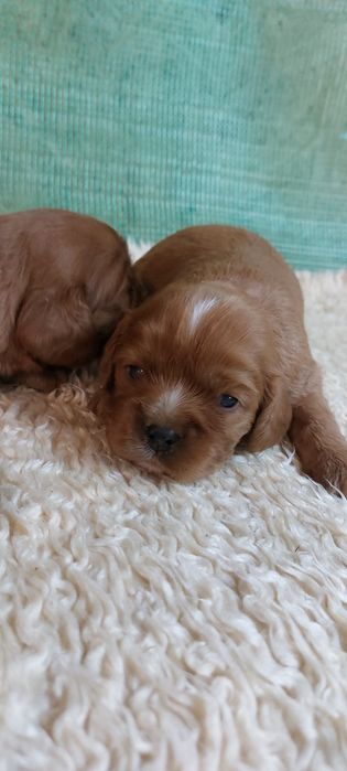 Cavalier king charles spaniel