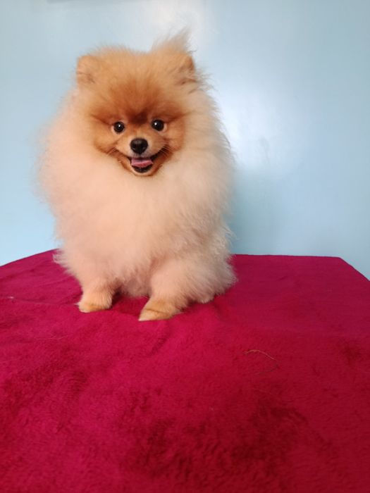 Красунчик Шпіц хлопчик