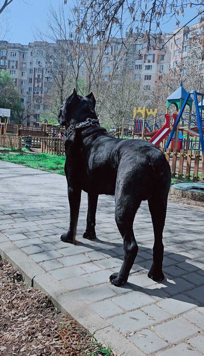 Кобель Cane Corso для вязки