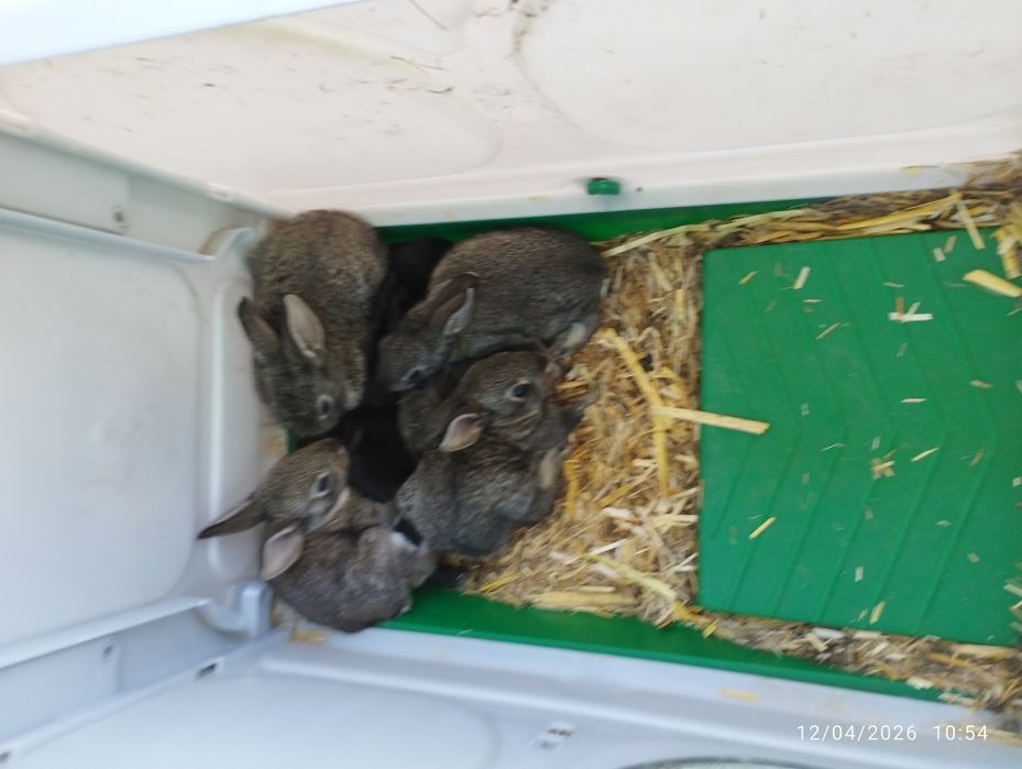 Coelhos com 2 a 4 meses, uns cinzentos e outros pretos.