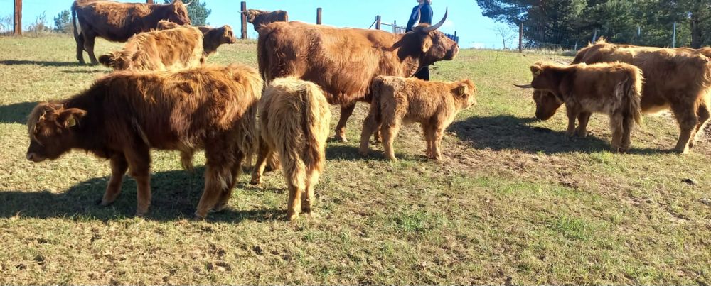 Szkockie Krowy Wysokogórskie (Highland Cattle)