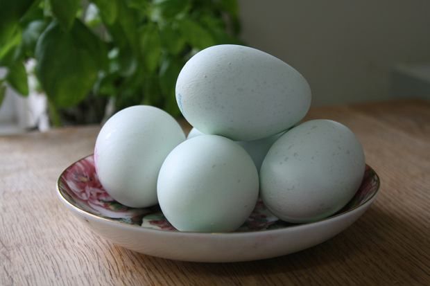 Jajka kacze od biegusów