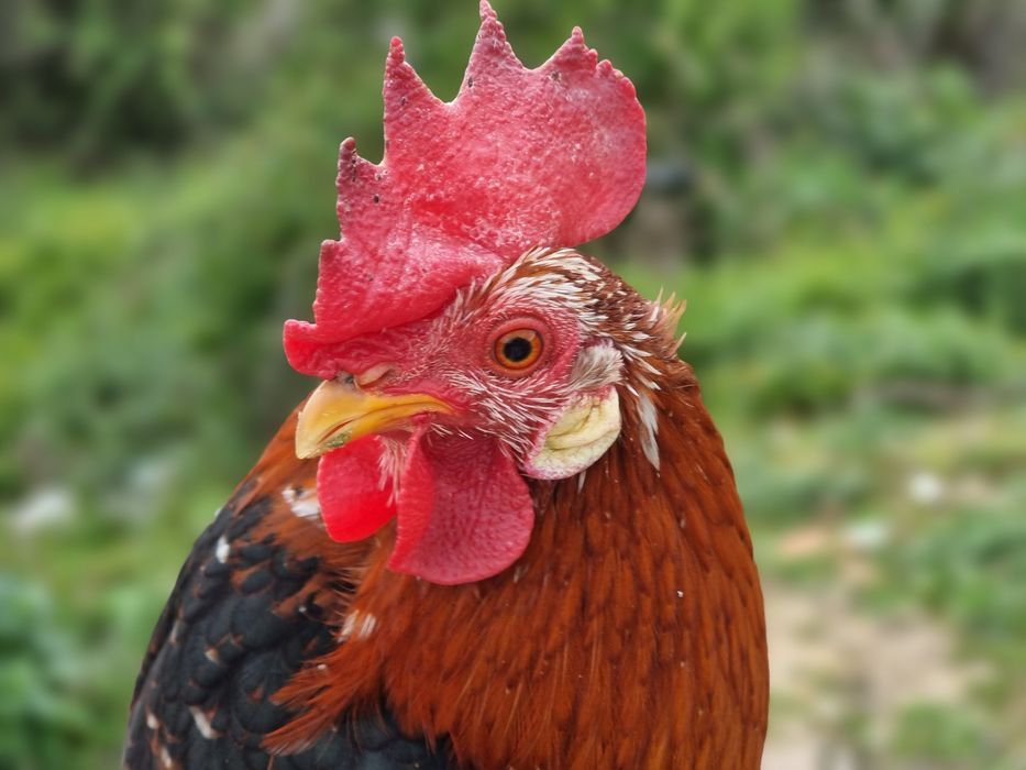 Galo Garnizé Adulto - Muito Bonito e Saudável