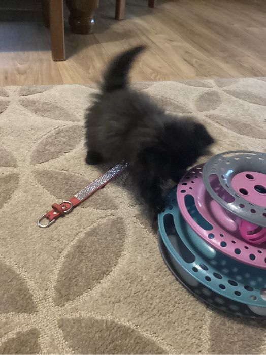 Pers kocurek  czarno czekoladowy