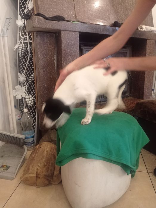 Гарнюня дівчинка долматинка