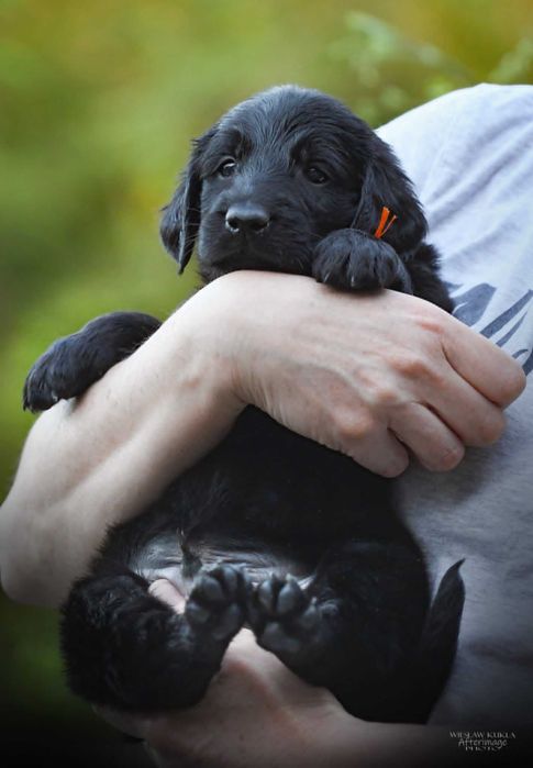 Flat-Coated Retriever – czarny chłopiec szuka kochającego domu