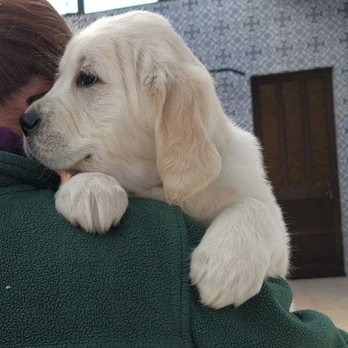 Golden retriever com lop e afixo