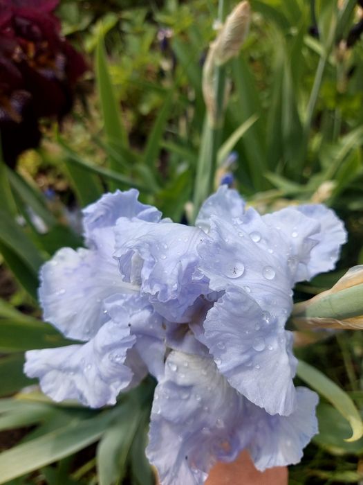 Іриси бородаті високорослі