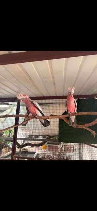 Casal catatuas galah 2026