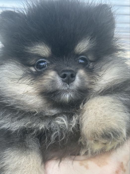 Wyjatkowy maluch pomeranian