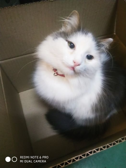 Животные бесплатно.