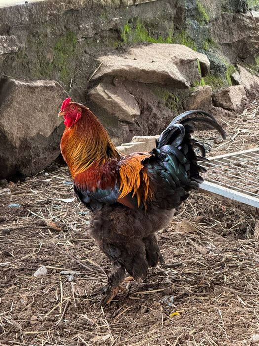 Galos Brahma para venda