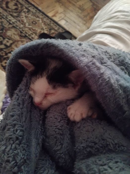 котик маленький 097 091 6374