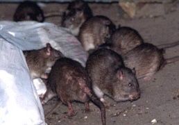 Обробка від комах плісняви небажаних запахів Швидко та надійно