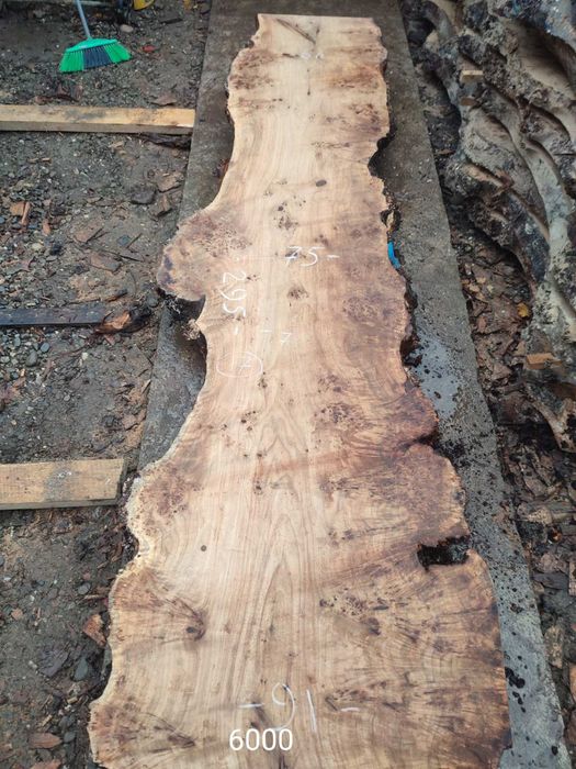 Кап капова тополя