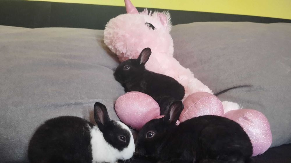 REX karzełek miniaturka królik miękkie przyjemne futerko czysto rasowy