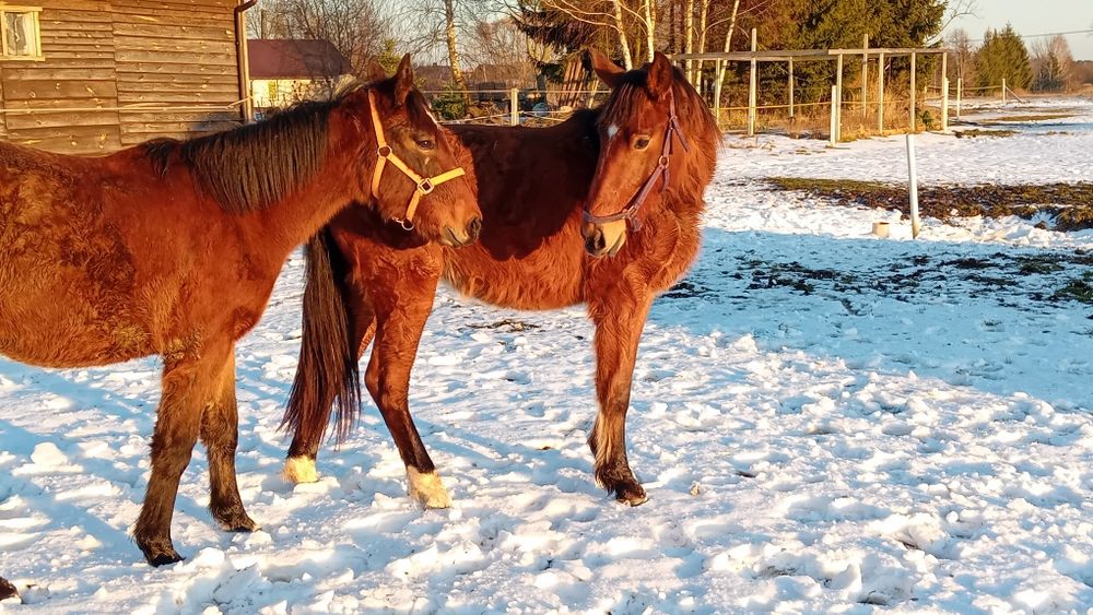 Klacz Śląska po rodzicach z licencją