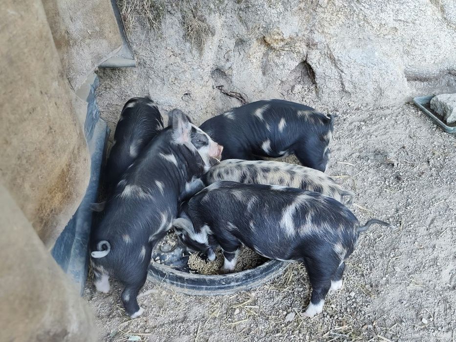 Leitões kune kune