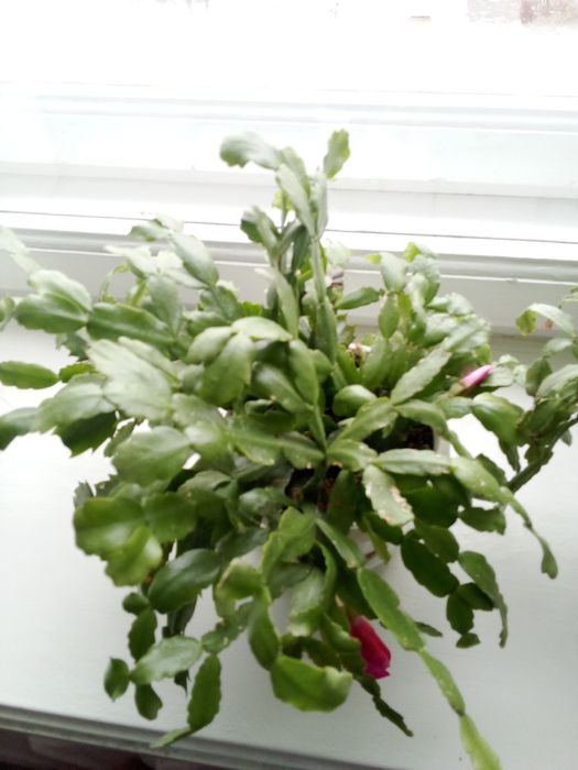 Продам  вазон.різдвяник.