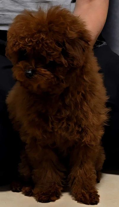 pudel dziewczyna linia chinska